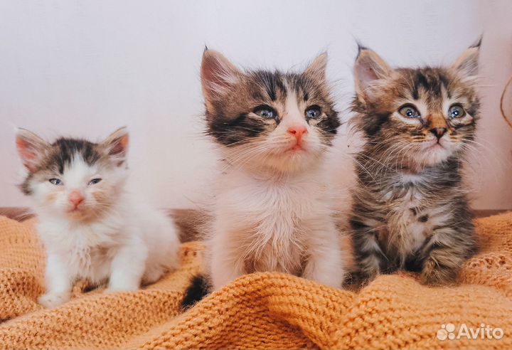 Котята в добрые руки