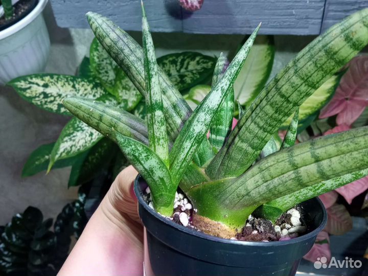 Сансевиерия бонселенсис