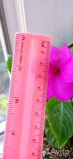 Бальзамины и Ахименесы ассорти