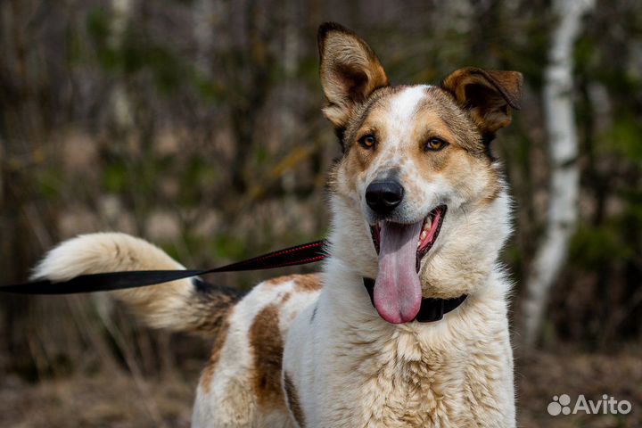 Красивый пес из приюта ищет дом, в добрые руки