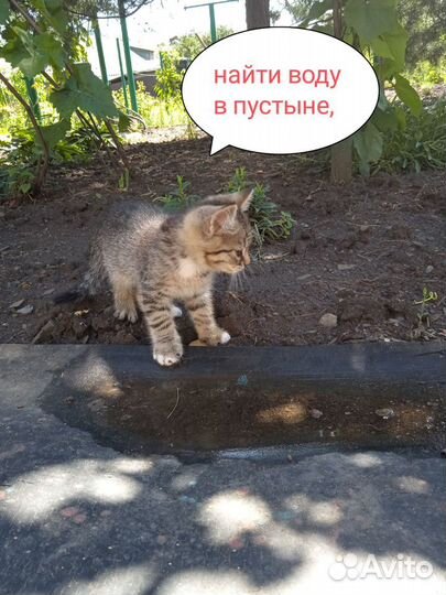 Котофей