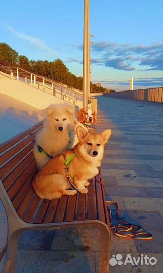 Передержка собак и кошек. Выгул собак. Зооняня