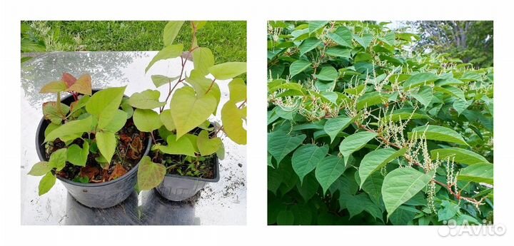 Саженцы растений для украшения участка