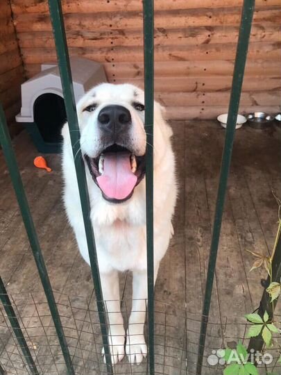 Передержка Домашних Животных