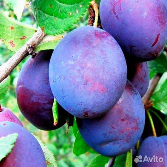 Саженцы слив Утро, Венгерка, Богатырская