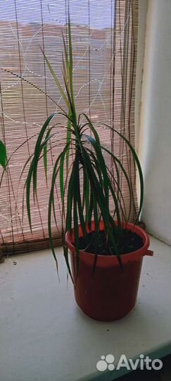 Драцена, замиакультис, Бенджамин, лиана, бамбук