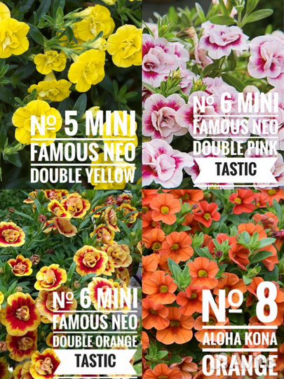 Рассада калибрахоа