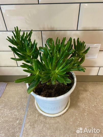 Крассула хоббит