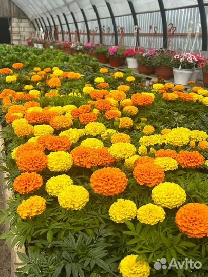 Рассада цветов