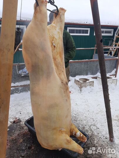 Свинина домашняя