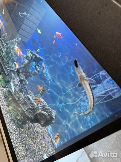 Аквариум вместе с рыбами