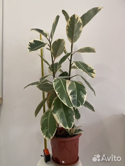 Фикус эластика тинеке