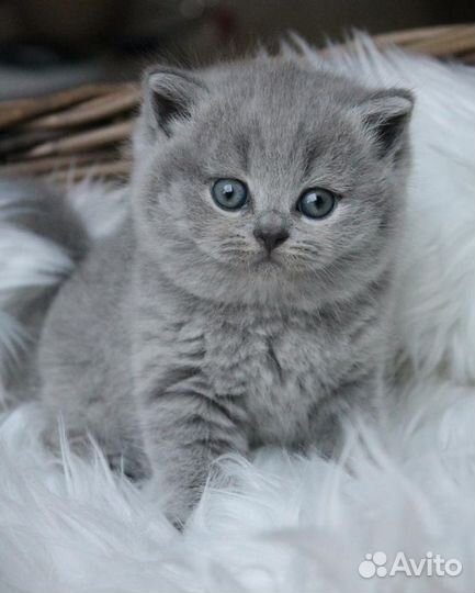 Британская