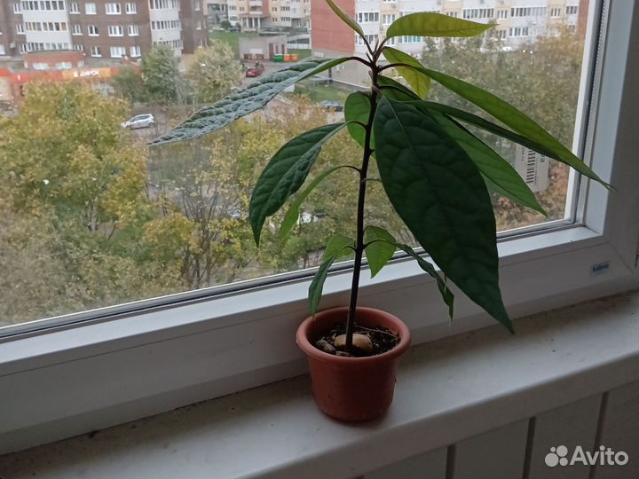 Авокадо и мушмула