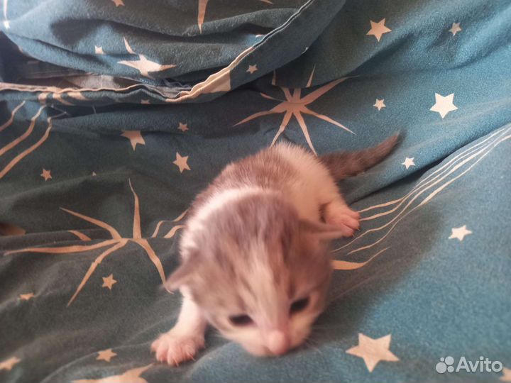 Котята