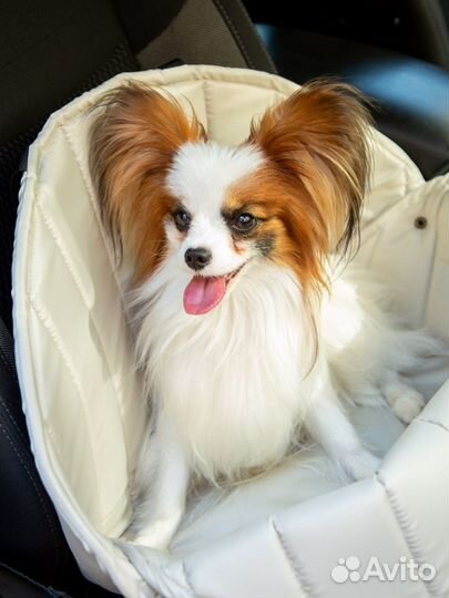 Собака для фотосессии (папийон, папильон)