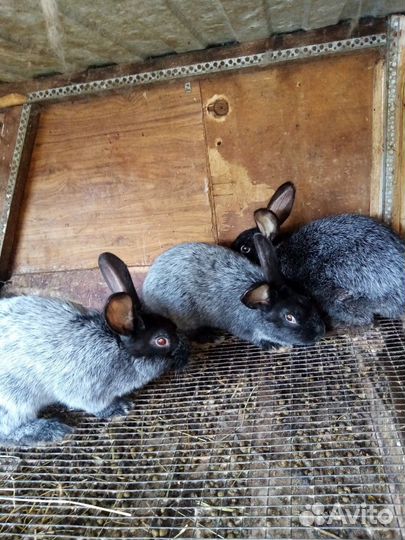 Кролики бараны самки
