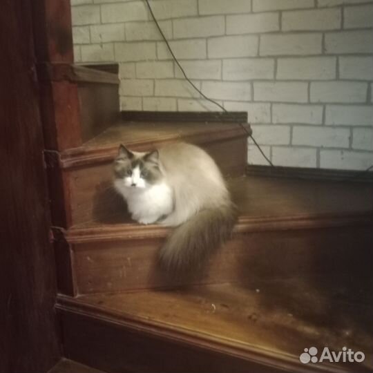 Котята рэгдолл