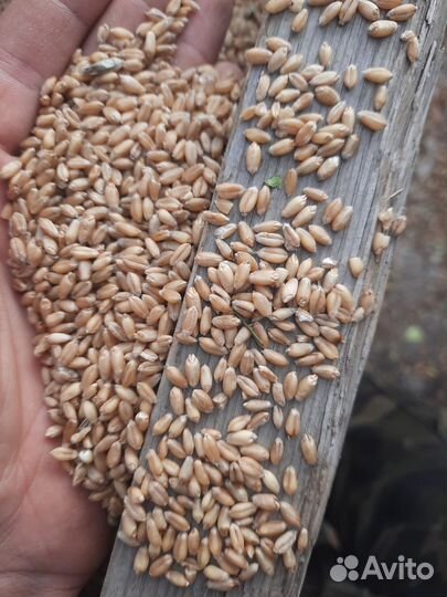 Пшеница мягкая 5 класс