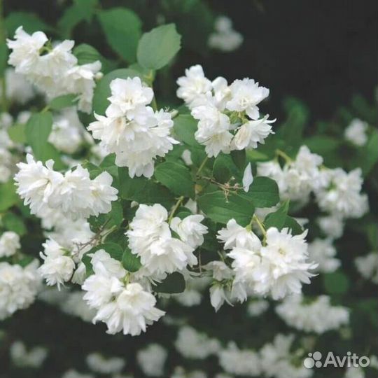 Жасмин (чубушник) махровый Снежная буря