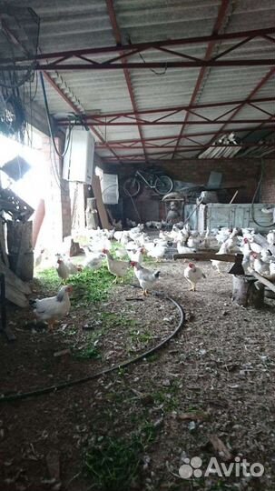 Цыплята подрощенные