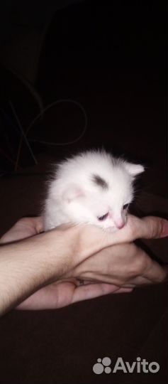 Отдам котенка