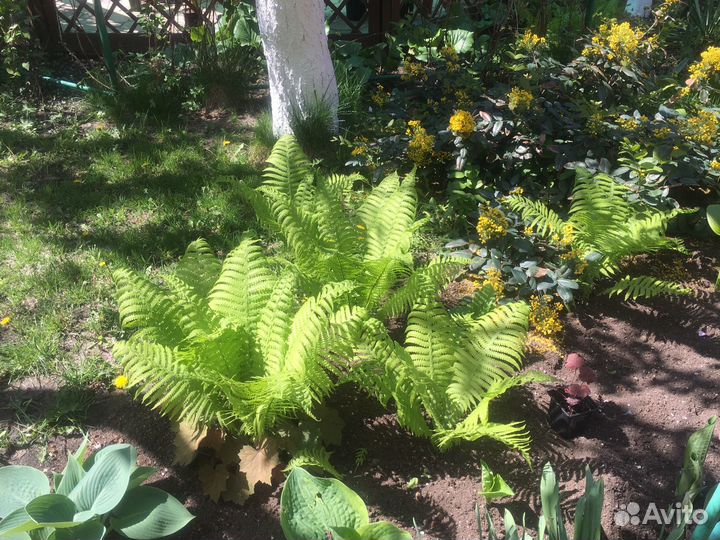 Папоротник и другие Садовые растения