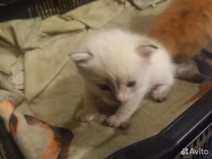 Котята в добрые руки