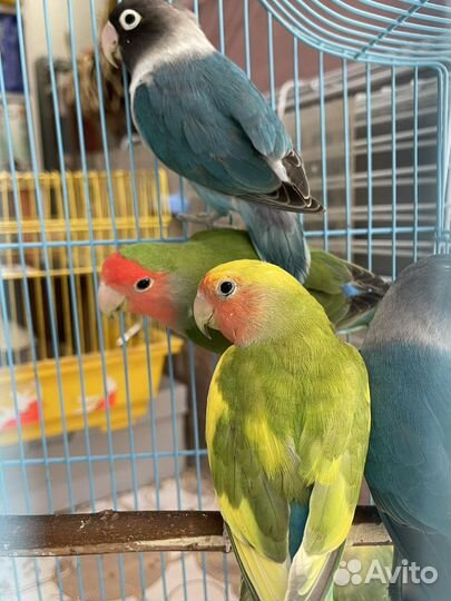 Неразлучники разные окрасы, амадины