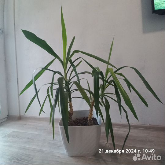 Пальма Юкка