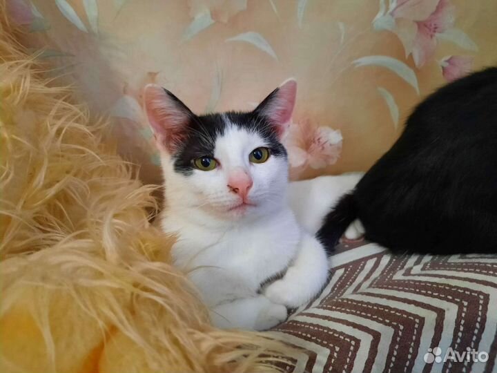 Котик в дар