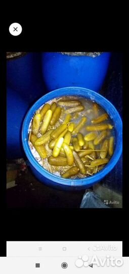 Огурцы соленые бочковые