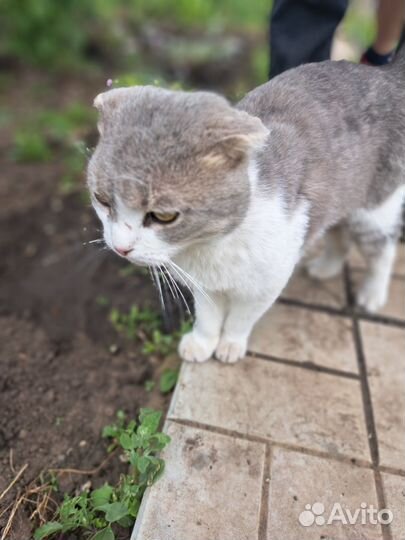 Кот вислоухий бесплатно