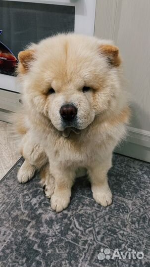 Чау-чау вязка