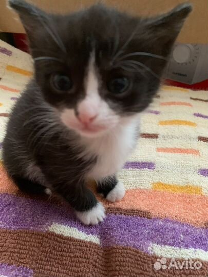 Котята