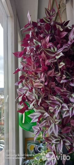 Традесканция зебрина