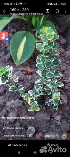 Многолетники