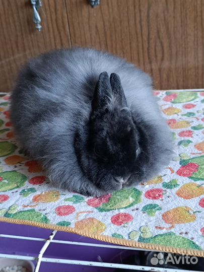 Кролик карликовый рекс, рексолисичка