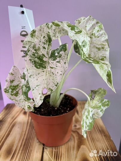 Алоказия macrorrhiza splash