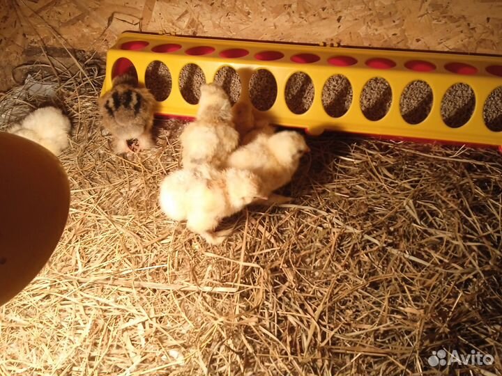 Инкубаторское яйцо