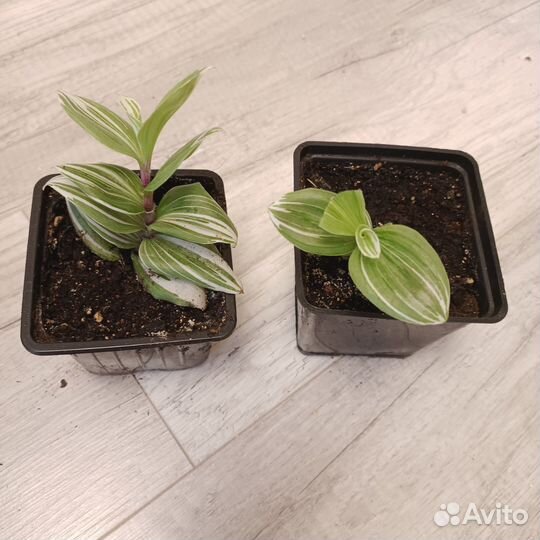 Комнатные растения