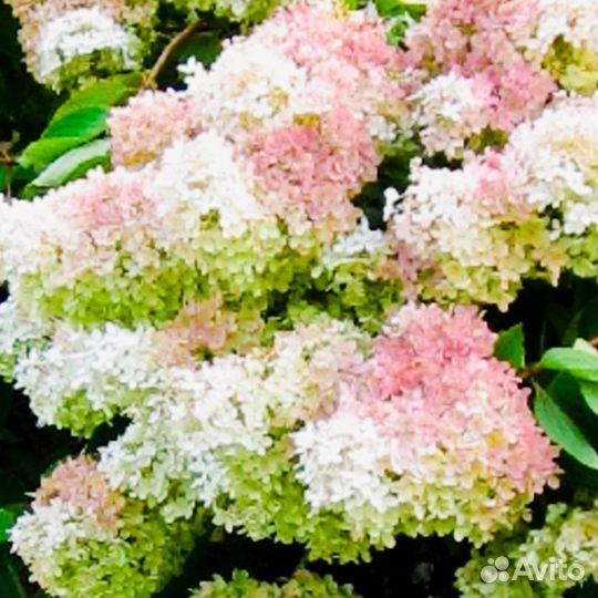 Гортензия :ваниллафрайз, грандифлора, мохито