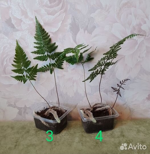 Папоротники разные