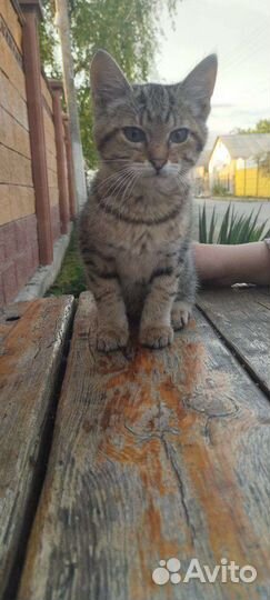 Кошка в дар