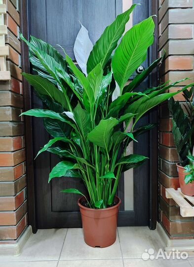 Спатифиллум королевский высотой 120 см