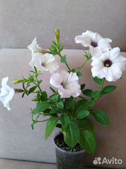 Вегетативная ампельная петуния