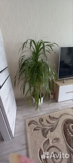 Пальма Панданус
