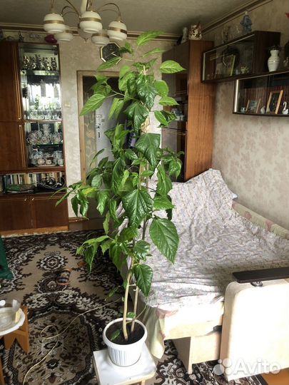 Гибискус махровый (китайская роза)