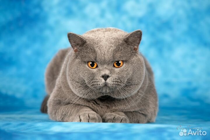 Британские котята