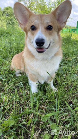 Вельш-корги пемброк